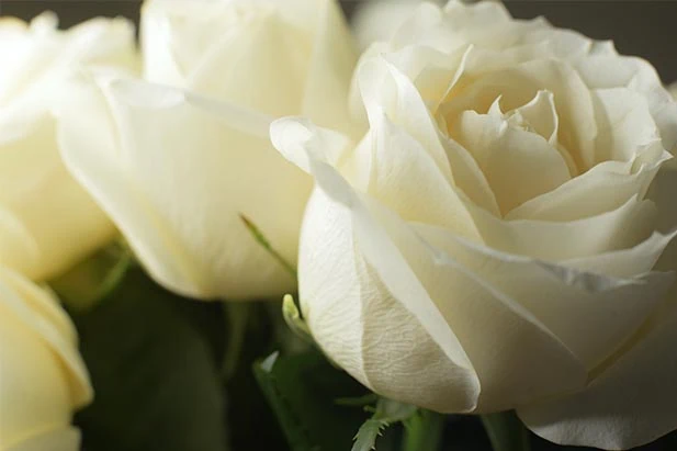 close up of two white roses