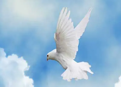 white dove flying in the sky